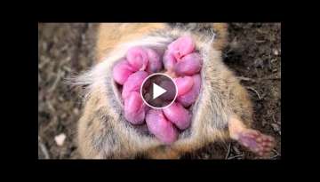 The 100 Most Incredible Animal Births Caught on Camera