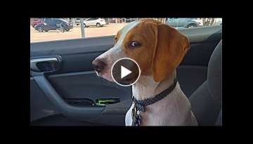 Funny Dogs Reaction To Vet  Funny Dogs Reaction To Vet