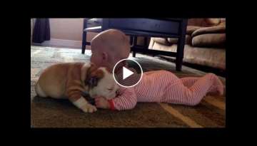 Bulldog puppy kissing the baby
