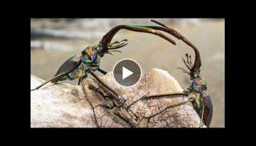 Stag Beetle Throws Girlfriend Out Of Tree | Life | BBC Earth