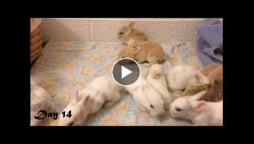 Harlequin Baby Bunnies Days 1-25