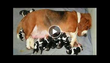 AWW CUTE BABY ANIMALS - Funny and cute moments of animal loving family - OMG Animals Soo Cute