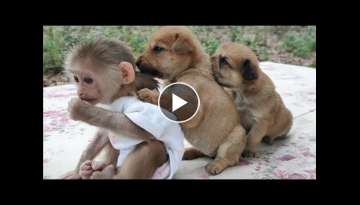 Monkey Puppy Baby || Cute puppies love to play with baby Monkey Sky