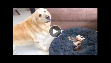 Golden Retriever Reacts to Tiny Kittens in his Bed Golden Retriever Reacts to Tiny Kittens in his Bed
