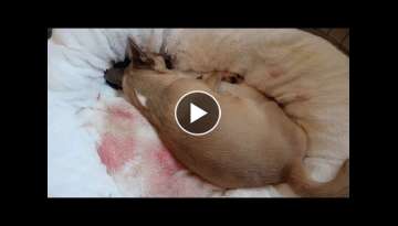 Chihuahua Gives Birth To 3 Puppies
