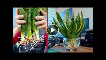 How to grow aquatic tiger tongue plant, effective in removing toxins in the air