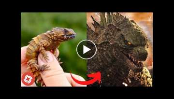 I'm a Big Kid Now Cute Baby Animals - Godzilla Transformation