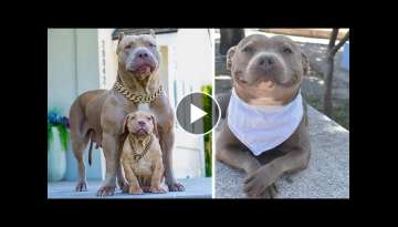 So Funny American Bully Videos - Amazing Pitbull & American Bully Compilation | Dogs Awesome