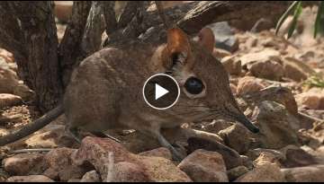 The tiny elephant shrew spotted alive for the first time in 50 years