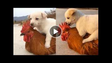 Puppy And Rooster Have An Unlikely But Beautiful Friendship