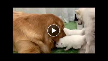 Excited Golden Retriever Meeting Best friends Newborn Pups Excited Golden Retriever Meeting Best friends Newborn Pups
