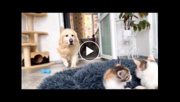 Golden Retriever Reacts to Mom Cat with Kittens in Dog Bed