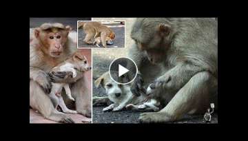 Monkey Adopts A Stray Pup, Feeds Him, And Protects Him Against Other Dogs