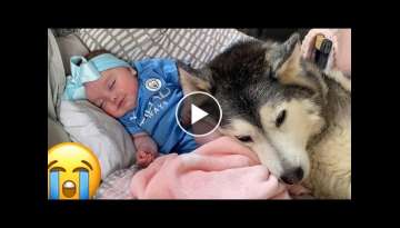 Newborn Baby Smiling In Her Sleep Because Her Husky Is Cuddling Her!! Newborn Baby Smiling In Her Sleep Because Her Husky Is Cuddling Her!!