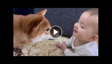 Shiba inu dog and a little kid meet and play | foxy dog | funny baby| baby pets video