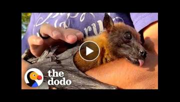 33-Year-Old Bat Loves to Curl Around His Caregiver's Arm and Fall Asleep | The Dodo 33-Year-Old Bat Loves to Curl Around His Caregiver's Arm and Fall Asleep | The Dodo