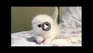 This Snowball Munchkin Kitten Is A Bundle Of Fluffy Cuteness This Snowball Munchkin Kitten Is A Bundle Of Fluffy Cuteness