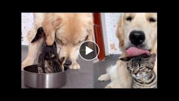 Golden Dog Cares for his Kitty Friends