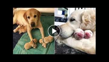 AWW CUTE BABY ANIMALS Videos Compilation Funniest and cutest moments of animals AWW CUTE BABY ANIMALS Videos Compilation Funniest and cutest moments of animals