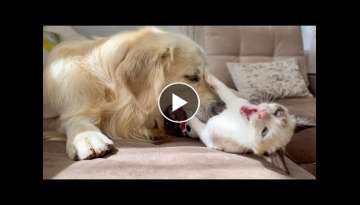 The Funniest Golden Retriever and Kitten Fighting for the Ball