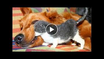 Funny Dog and Cat that Make You Laugh Uncontrollably - Funny Pet Videos