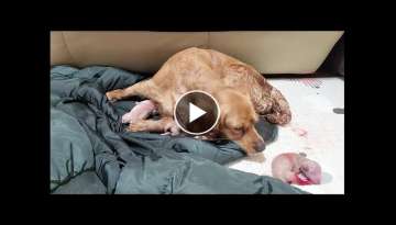 puppy maternity/the birth of a puppy puppy maternity/the birth of a puppy