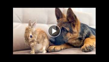 German Shepherd Puppy Reacts to how the Bunny Washing His Face