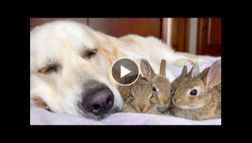 Golden Retriever and Baby Bunnies Sleep Together [Cuteness Overload]