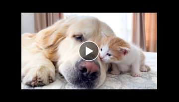 Tiny Kitten and Golden Retriever are Best Friends [Cuteness Overload]