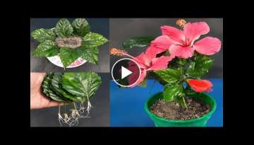 Propagate Hibiscus from leaves in sand Propagate Hibiscus from leaves in sand