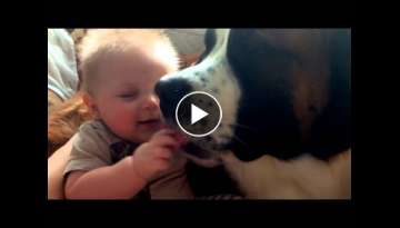 St Bernard attacks baby...with kisses!!!
