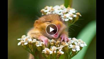 Photographer Captured A Very Beautiful Smiling Mouse Wrapped In A Flower! Photographer Captured A Very Beautiful Smiling Mouse Wrapped In A Flower!