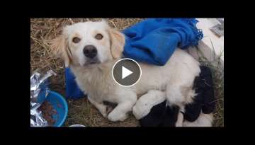 Stray mother dog with her newborn puppies found helpless out in a field