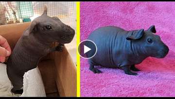 These 'Skinny', Hairless Guinea Pigs Look Like Tiny Hippos And They're Too Adorable These 'Skinny', Hairless Guinea Pigs Look Like Tiny Hippos And They're Too Adorable
