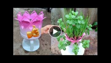 recycle plastic bottles growing green onions + mint