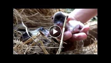 Rescue newborn puppy and mom in hay rick