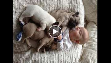 Best Funny Babies and Animals Compilation