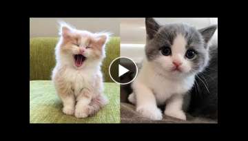 Baby Cats - Cute and Funny Baby Cat Videos Compilation Baby Cats - Cute and Funny Baby Cat Videos Compilation