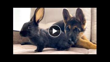German Shepherd Puppy Meets Baby Rabbit for the First Time! German Shepherd Puppy Meets Baby Rabbit for the First Time!
