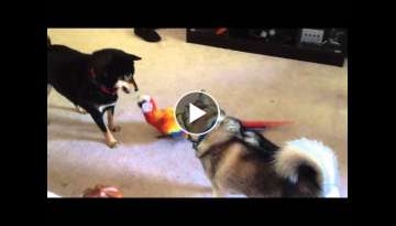 Macaw playing with dog Macaw playing with dog