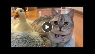 Chill Kitty and Duck Friend