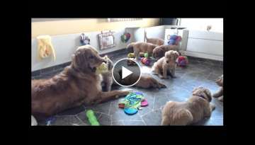 Golden Retriever Puppy Cam Live Stream