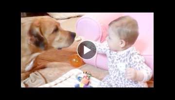 Cute Dogs and Babies are Best Friends - Dogs Babysitting Babies Video Cute Dogs and Babies are Best Friends - Dogs Babysitting Babies Video