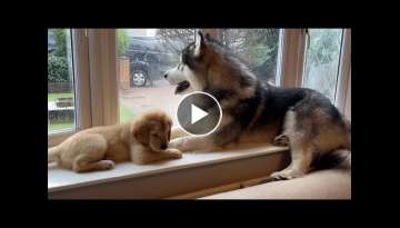 Golden Retriever Puppy And Husky Go Crazy When Left Behind! (CUTEST EVER!!) Golden Retriever Puppy And Husky Go Crazy When Left Behind! (CUTEST EVER!!)