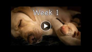 Labrador Puppies Growing Up Diary