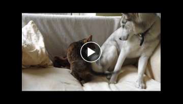 BENGAL CAT STEALS ACE THE HUSKY'S BED