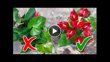 Anthurium Flowering Tips / Learn Gardening