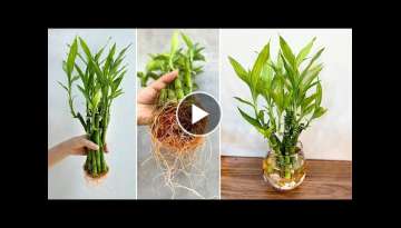 DIY aquatic plant pots from lucky bamboo best ideas for house plants