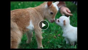 Chihuahua Puppy thinks she's a Baby Goat