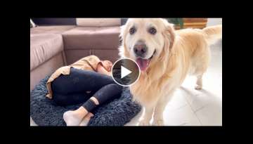 Golden Retriever Reaction to the Human Mom Occupying his Bed!